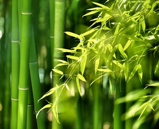 Bambou Maroc - Maya Fleur